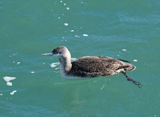 Red-throated Loon