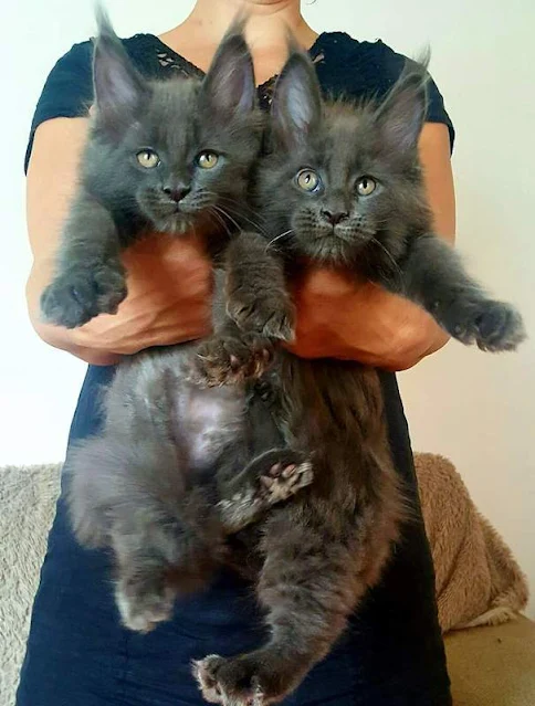 Picture of 2 young, grey Maine Coons being held