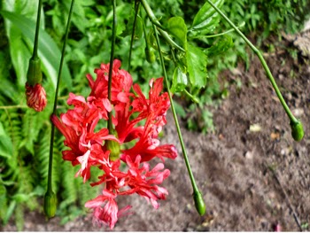 Japanese Lantern Flowers and Buds