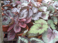 CARA MUDAH MENANAM TANAMAN HIAS BEGONIA