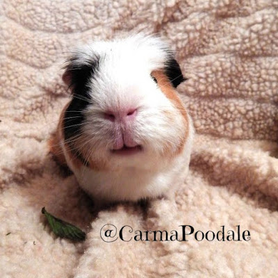 calico guinea pig smiling