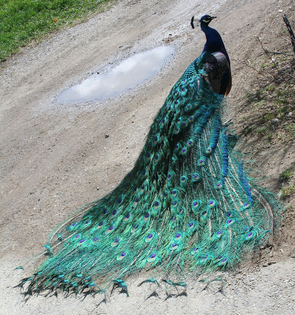 beautiful,cute blue and green peafowl,peafowl flying,bread,running on grass ground,wallpapers,pictures,images  