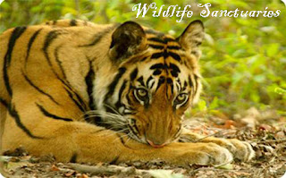 South India Tour Wildlife Sanctuaries