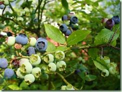 Blueberries
