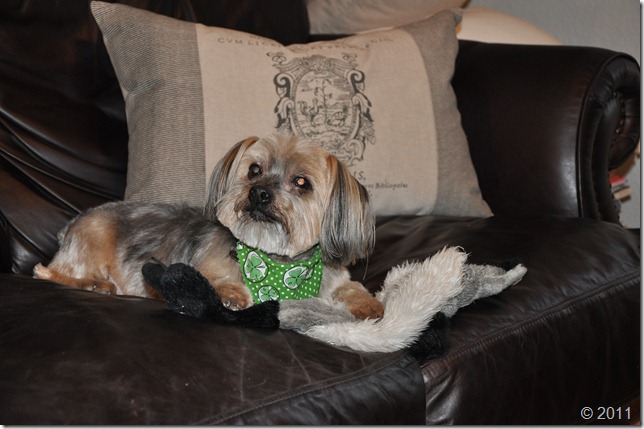 St Patricks Day 001
