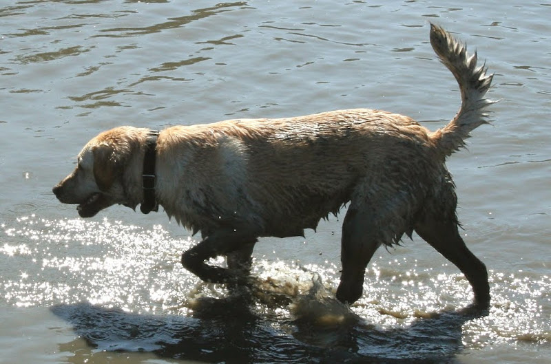 cabana standing in the water, covered with splotchy mud to the tip of her dirty tail