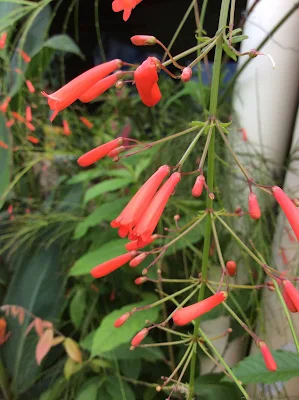Firecracker plant - Russelia equisetiformis