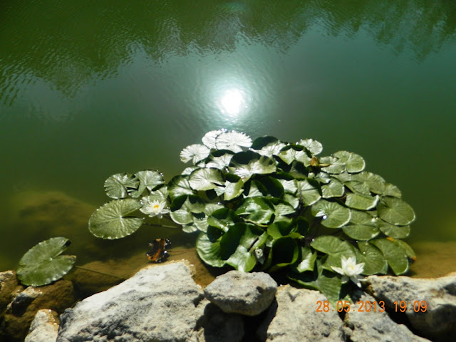 Hacettepe University Beytepe Lake Lotus Flowers Picture