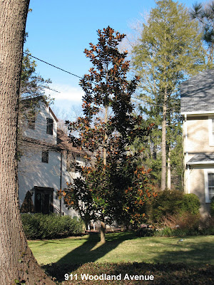 susan magnolia tree pictures. southern magnolia tree facts.