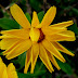 Calendula flower pictures