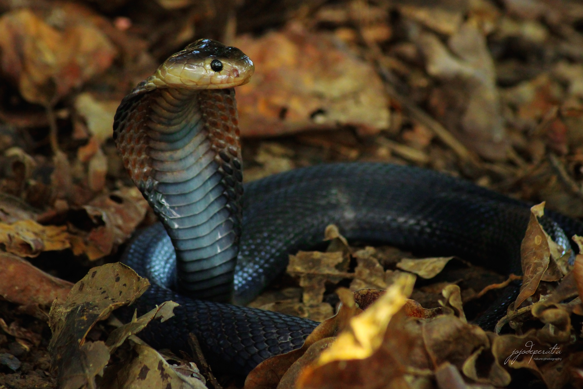 Palawan Spitting Cobra Naja sumatrana miolepis photo by Jojo De Peralta