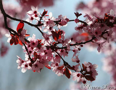 plum tree blossoms