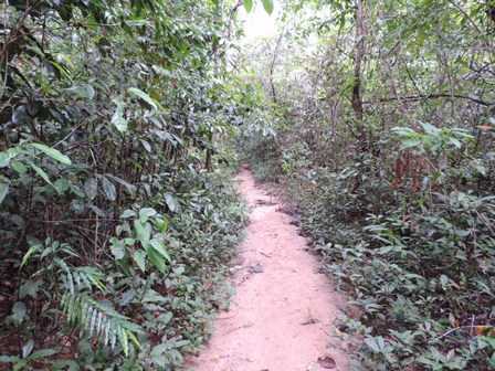 Ream jungle