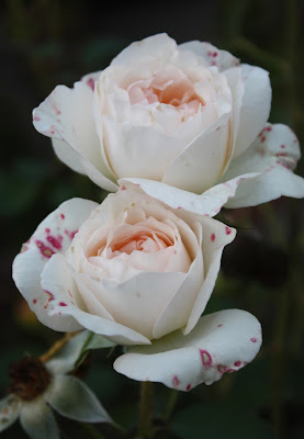 Roses, Double Portrait, Sarah Myers, flowers, photograph, art, English Rose, Perdita, artist