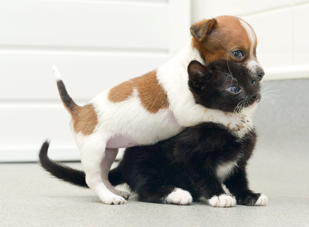 Abandoned puppy and kitten become best friends 12 pics 