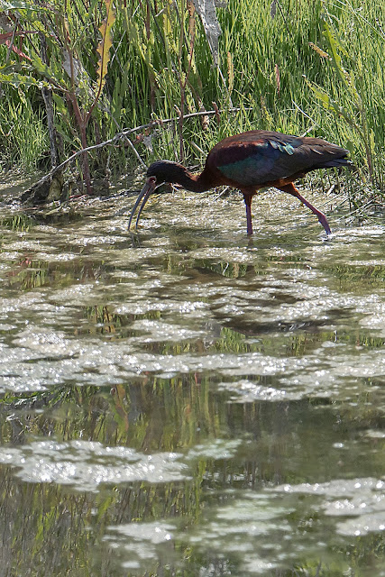 Birds, White-faced Ibis, birder, birdwatching, raptors, hawks, nature, wildlife, photography, Ibis