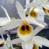 Dendrobium bensoniae - Hoàng thảo Benson