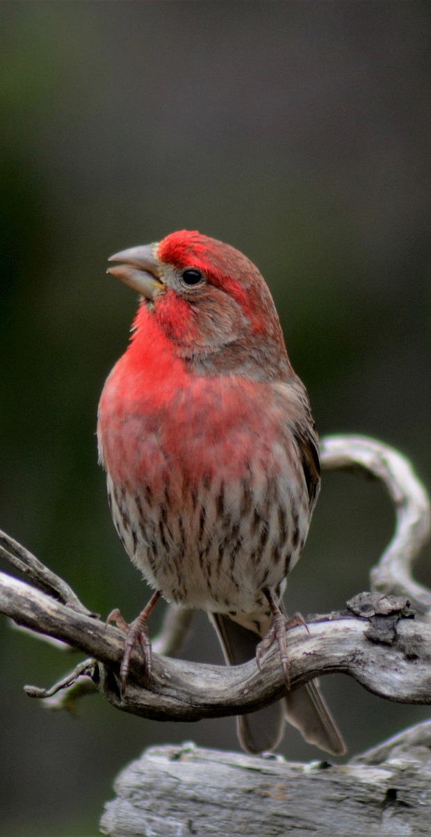 Male house finch.