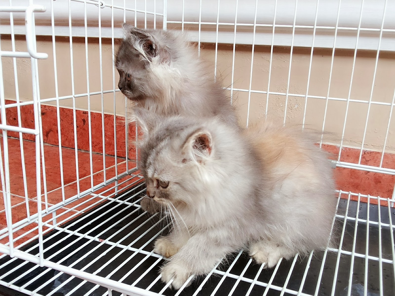Jual Kucing Persia Medium Murah Gan Hamster Sugarglider Betta