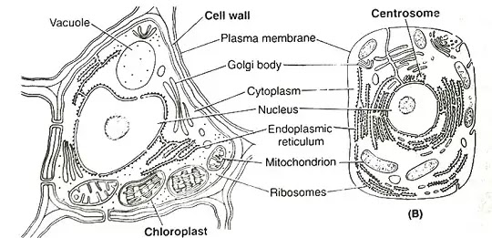 कोशिकाओं के प्रकार ,आकृति व आकार -koshikaon ke prakaar ,aakrti va aakaar (Types, shapes and sizes of cells) | Hindi