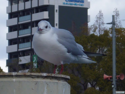 みずどり