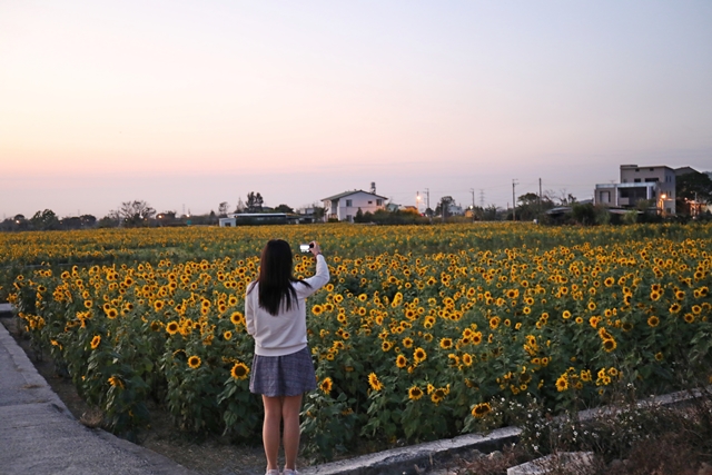 泰安派出所櫻花~台中景點、浪漫賞櫻