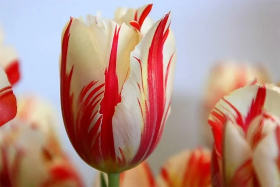 Resultado de imagem para flor mais rara do mundo