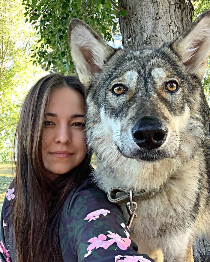 adopt a wolf