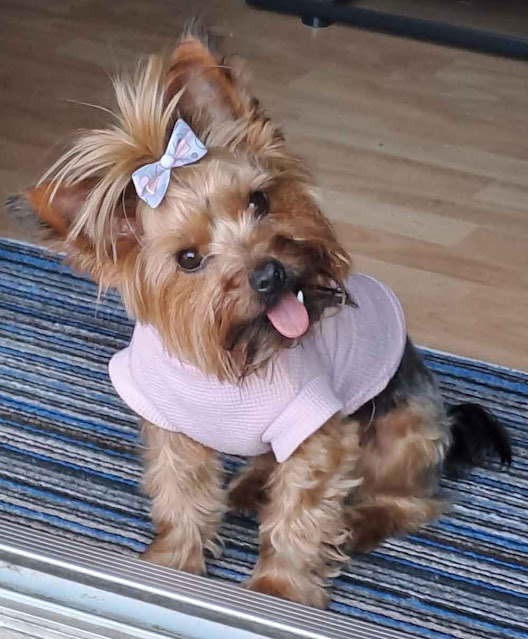Millie female Yorkie sitting on a mat with a pink jersey on
