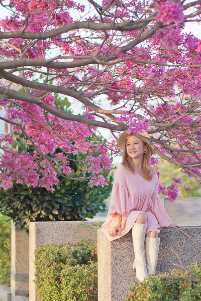 彰化社頭崙雅國小風鈴木步道，散步欣賞盛開的粉紅紫色風鈴花