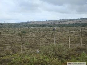 Chegando na Shamwari Game Reserve