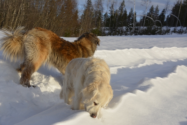 leonberger golden retriever