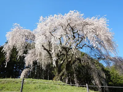 乙ケ妻のシダレ桜