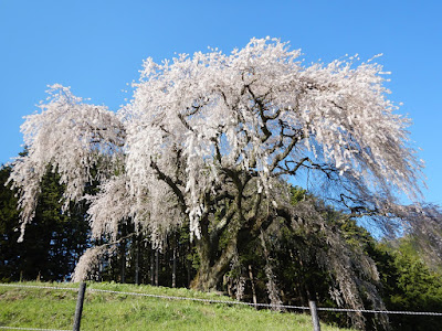 乙ケ妻のシダレ桜