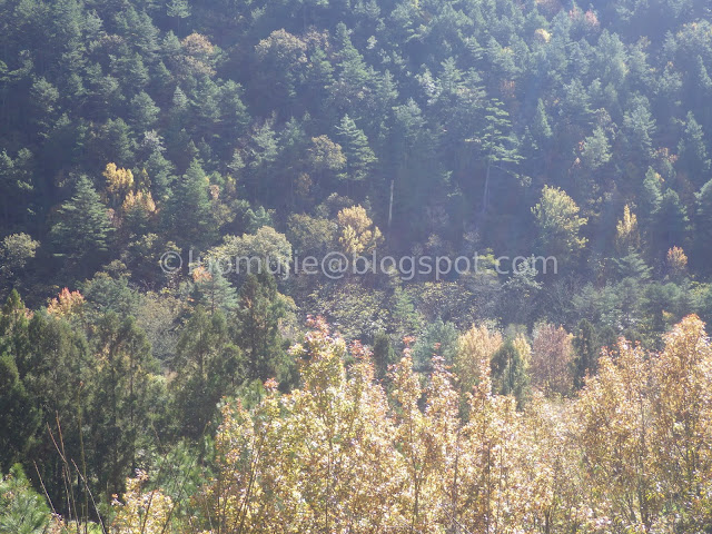 Wuling Farm maple autumn foliage