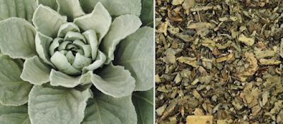 mullein leaf helps treat wildfire smoke inhalation symptoms and injury in dogs and cats