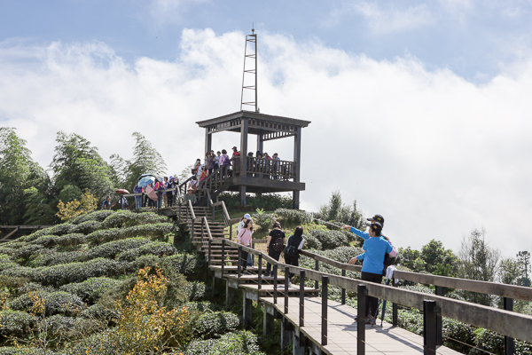 南投武岫農圃銀杏森林步道茶園、大崙山觀景台賞雲海、老K的家下午茶