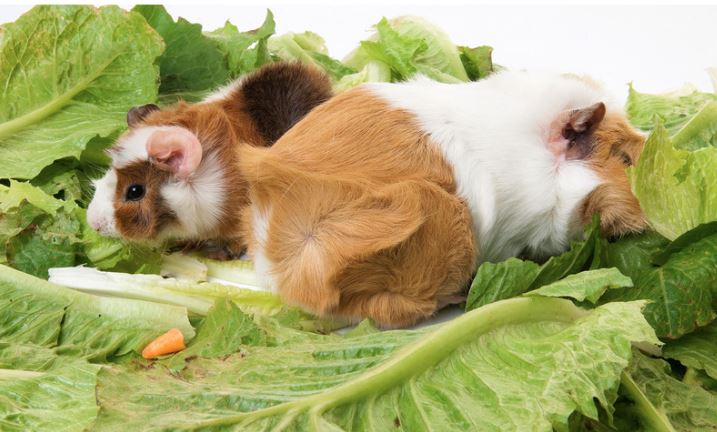 Guinea Pigs Eat Lettuce