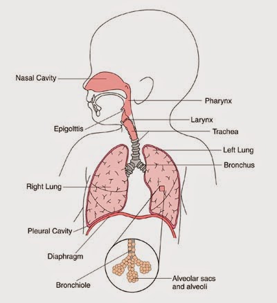 Is Bronchitis in Infants