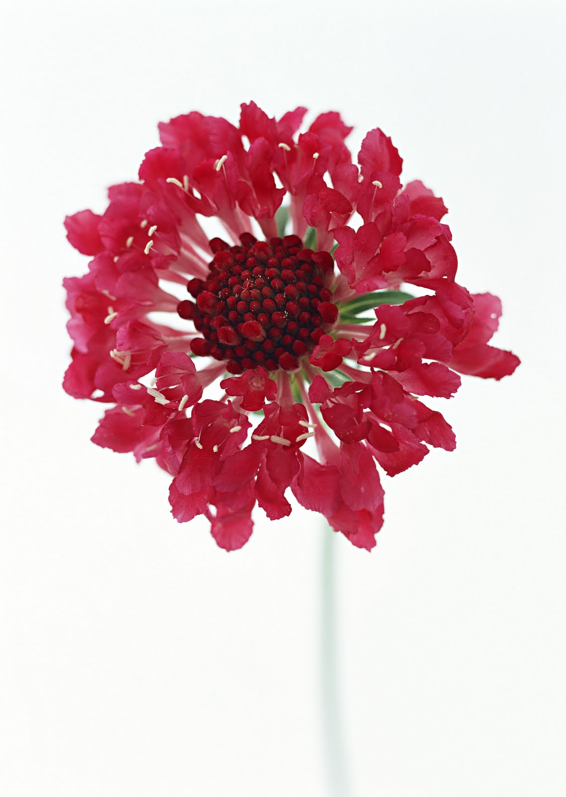 3 main types of flowers Valentine Flowers | 1136 x 1600
