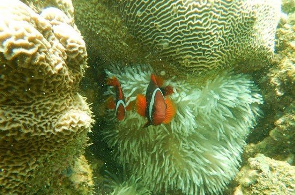 Menyatu dengan alam di Pulau Abang Snorkeling