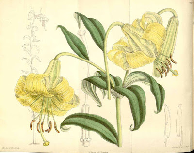 Лилия первоцветная (Lilium primulinum)