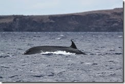 Sei Whale