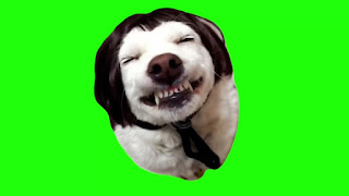 laughing dog with cheesy smile meme green screen download