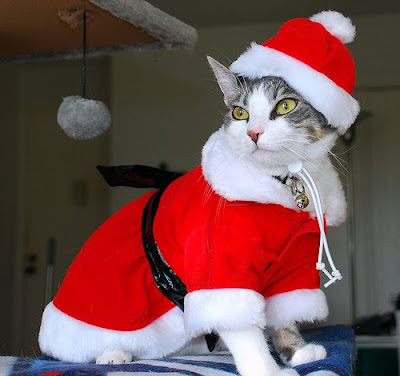 Funny Christmas Cat