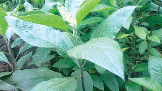The forgotten health benefits of bitter leaf (vernonia amygdalina )