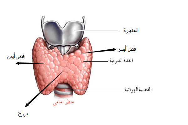 الغدة الدرقية 