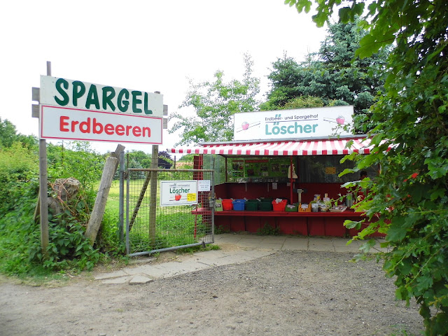 strawberry picking