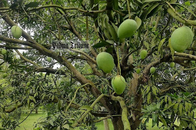 পরিপক্ব হলেই পাড়া যাবে চাঁপাইনবাবগঞ্জের আম, থাকছে না ক্যালেন্ডার