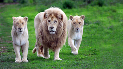 El Rey León paseando con sus dos hermosas leoncitas